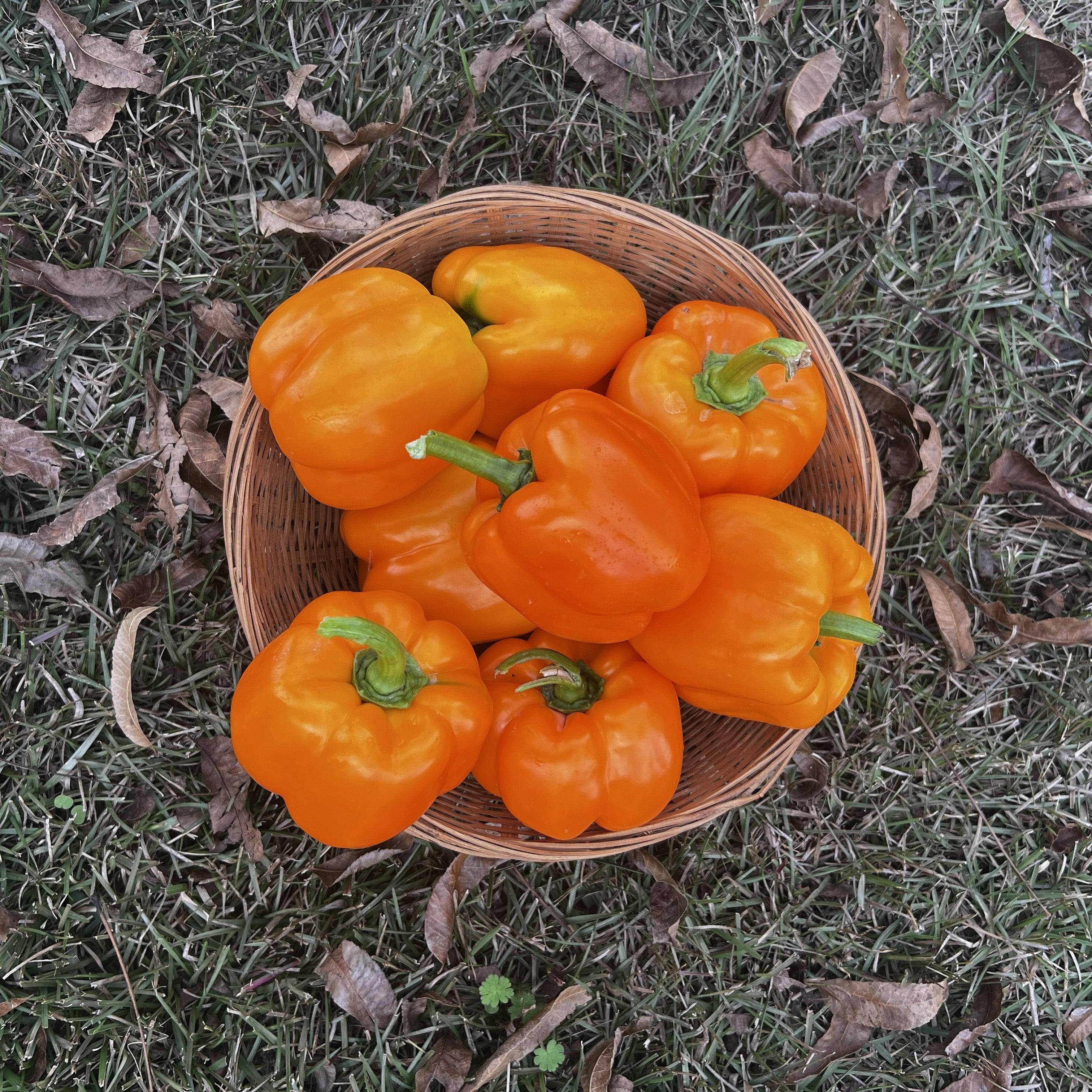 Hossinator Orange Bell Pepper F1 – Extra-Large Hybrid Bell | Grow