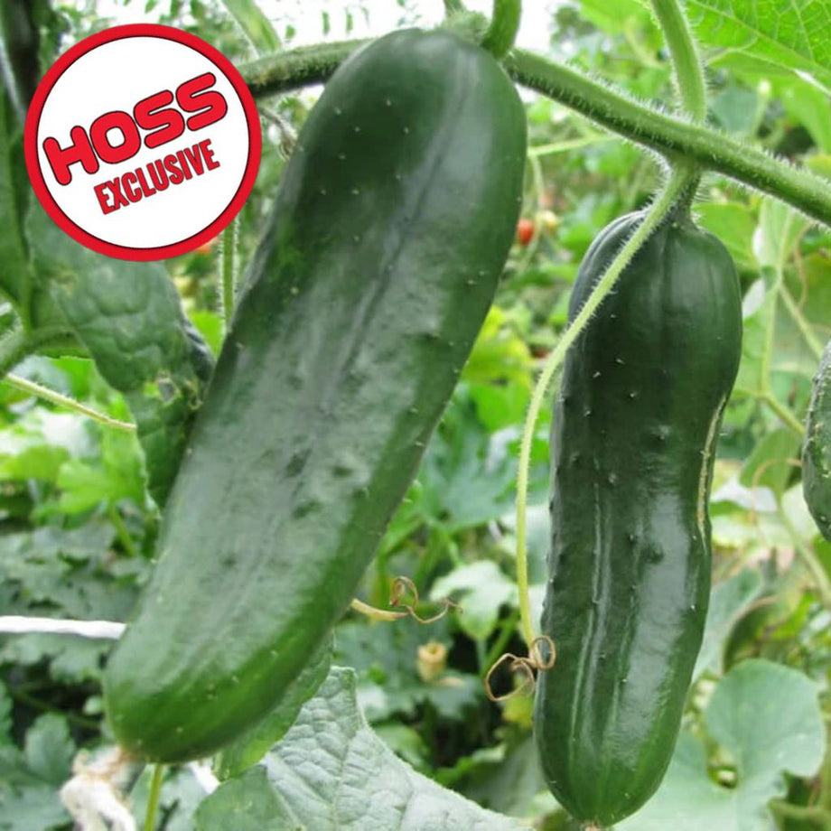 Hossinator Pickling Hybrid Cucumber F1 – HOSS