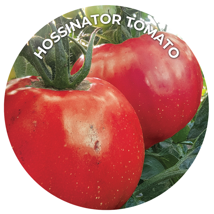 Close up photo of a red round tomato on the plant 