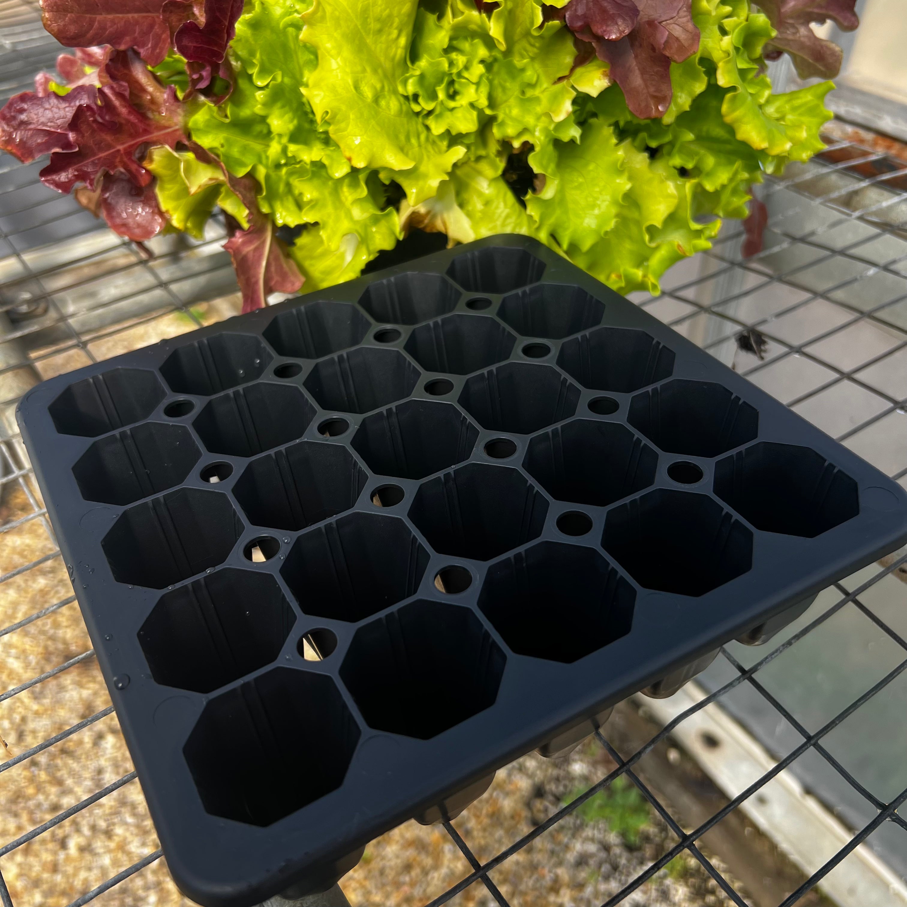 plug trays for planting seeds 25 Cell Seed Starting Tray 2 Pack