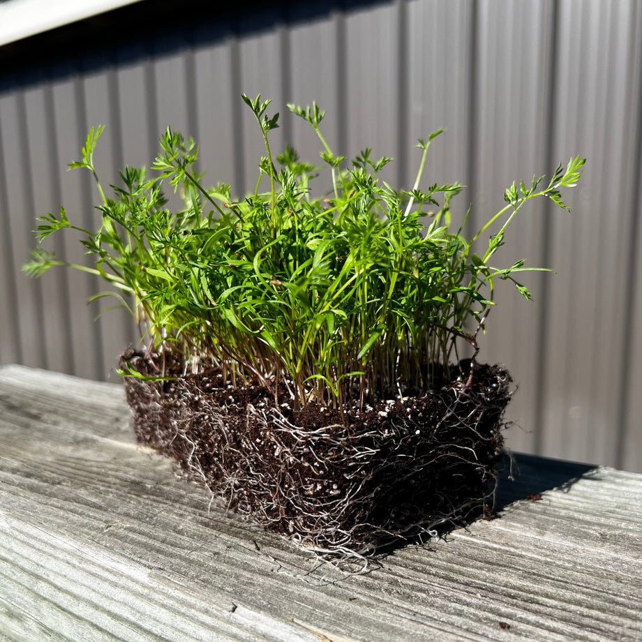 carrot house plant Carrot Microgreens 1/4 Pound