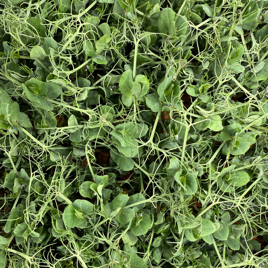 Improved Tendril Pea Microgreens 