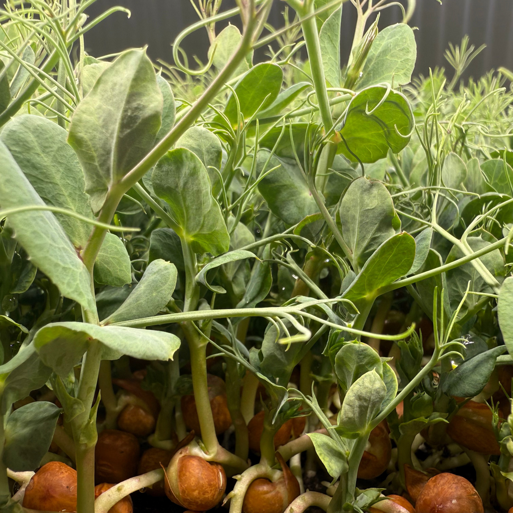 Improved Tendril Pea Microgreens