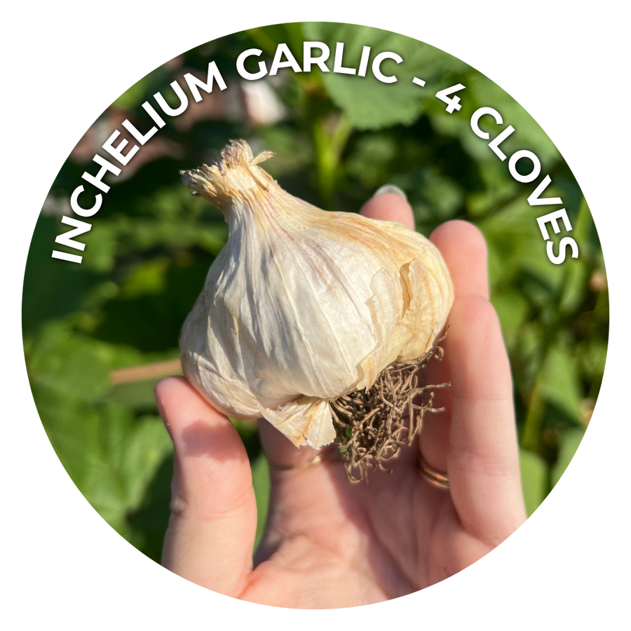 A hand holding a whole head of garlic with roots visible, with green foliage blurred in the background and white text arched over the top reading 'INCHELIUM GARLIC - 4 CLOVES'.