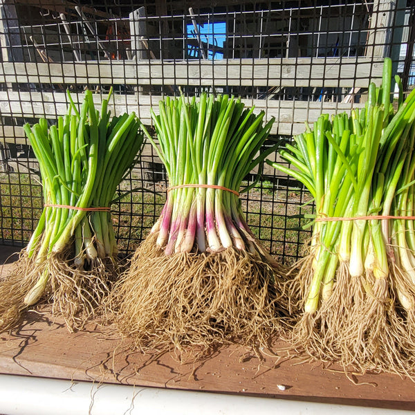 Intermediate-Day Onion Variety Plant Bundle