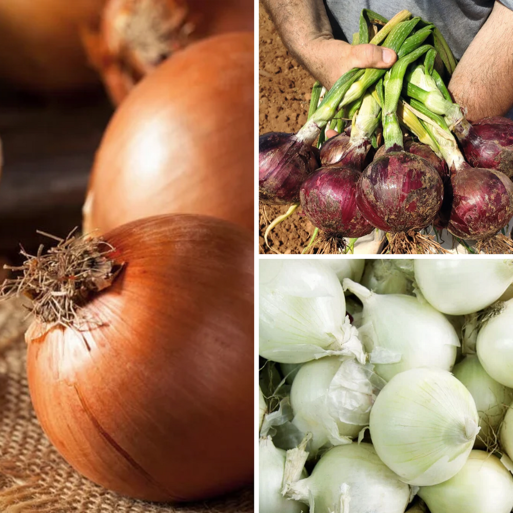 Candy, Red Angel, and Sierra Blanca Onions