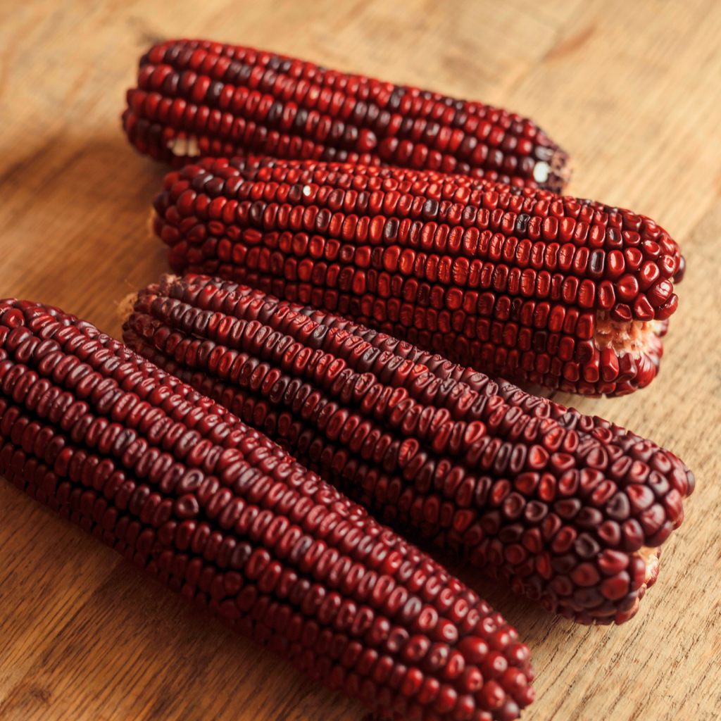 Hoss Jimmy Red Corn 