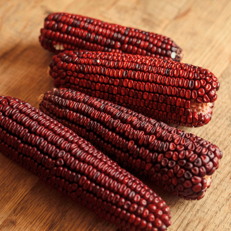 Hoss Jimmy Red Corn