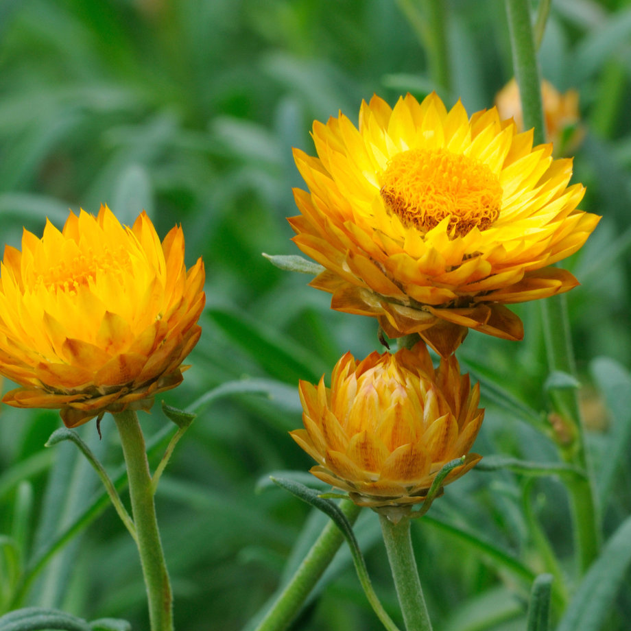King Size Golden Strawflower | Grow Hoss