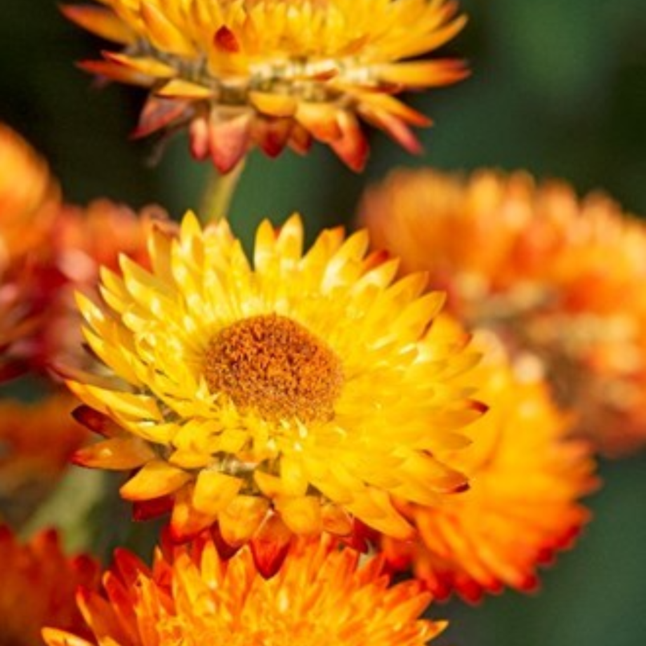 King Size Orange Strawflower | Grow Hoss