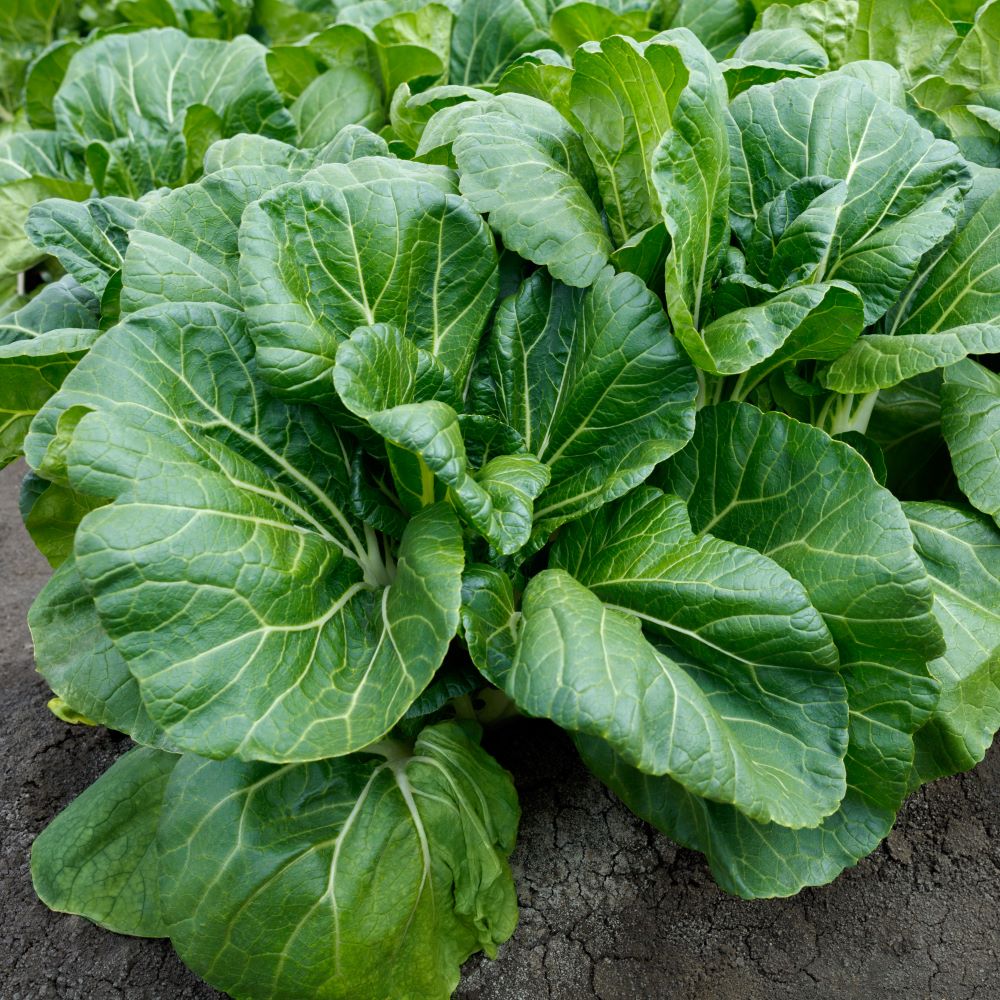 King Choi Cabbage in the garden