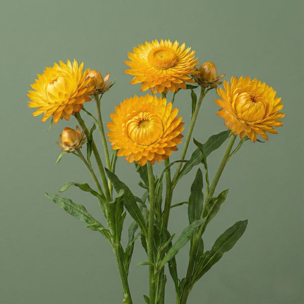 King Size Golden Strawflower | Grow Hoss
