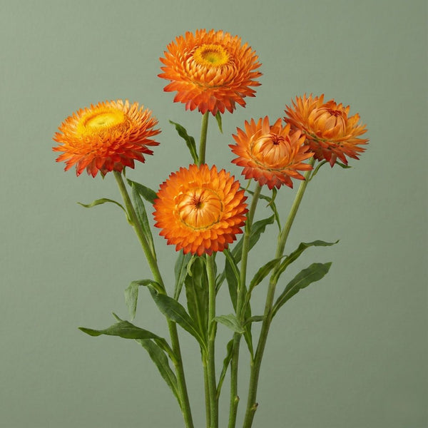 King_Size_Orange_Strawflower_A