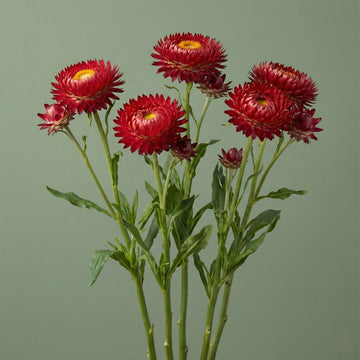 King Size Orange Strawflower – HOSS