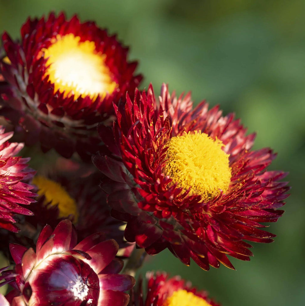 Close-up of red and yellow flowers with a blurred green background