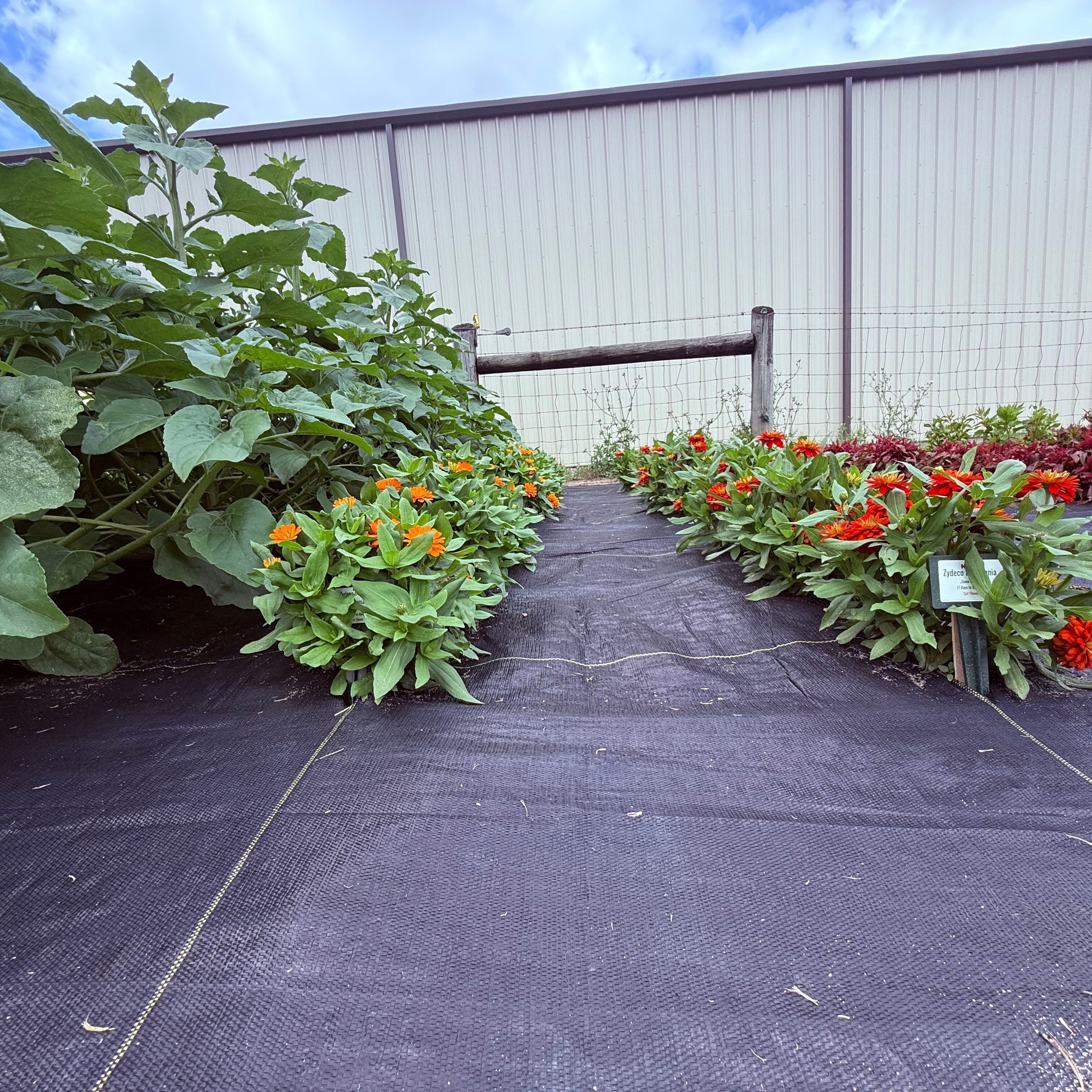 garden tarp for weeds Lazy Garden Ground Cover 15' x 20'