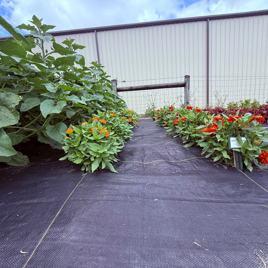 Lazy Garden Ground Cover – HOSS