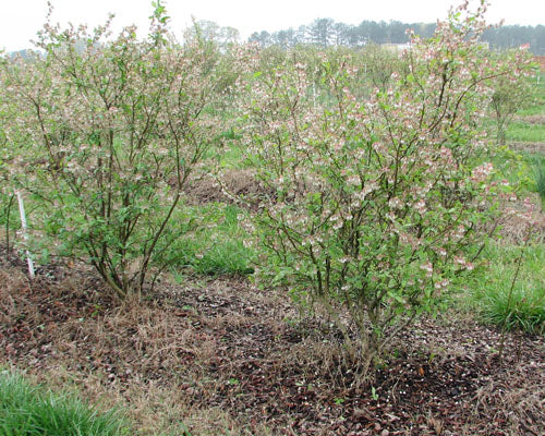 Flowering blueberry bushes in a field with a blurred background