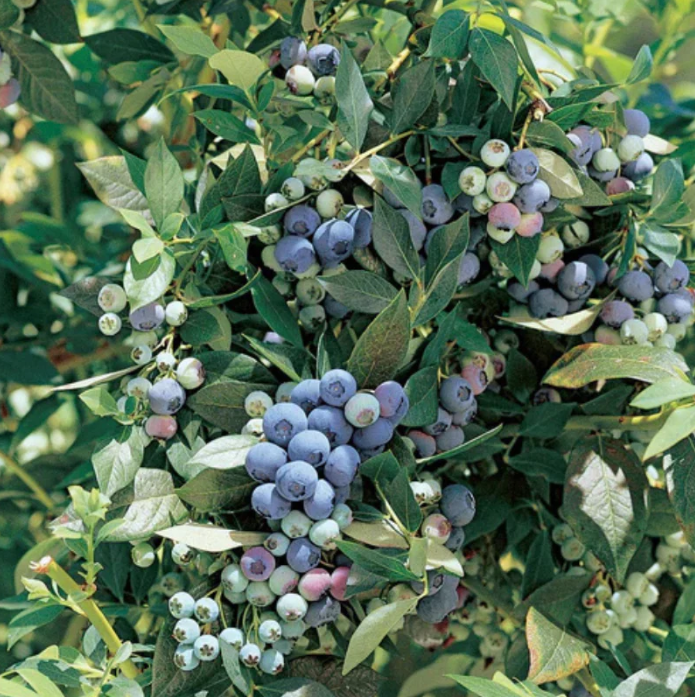 Legacy Blueberries