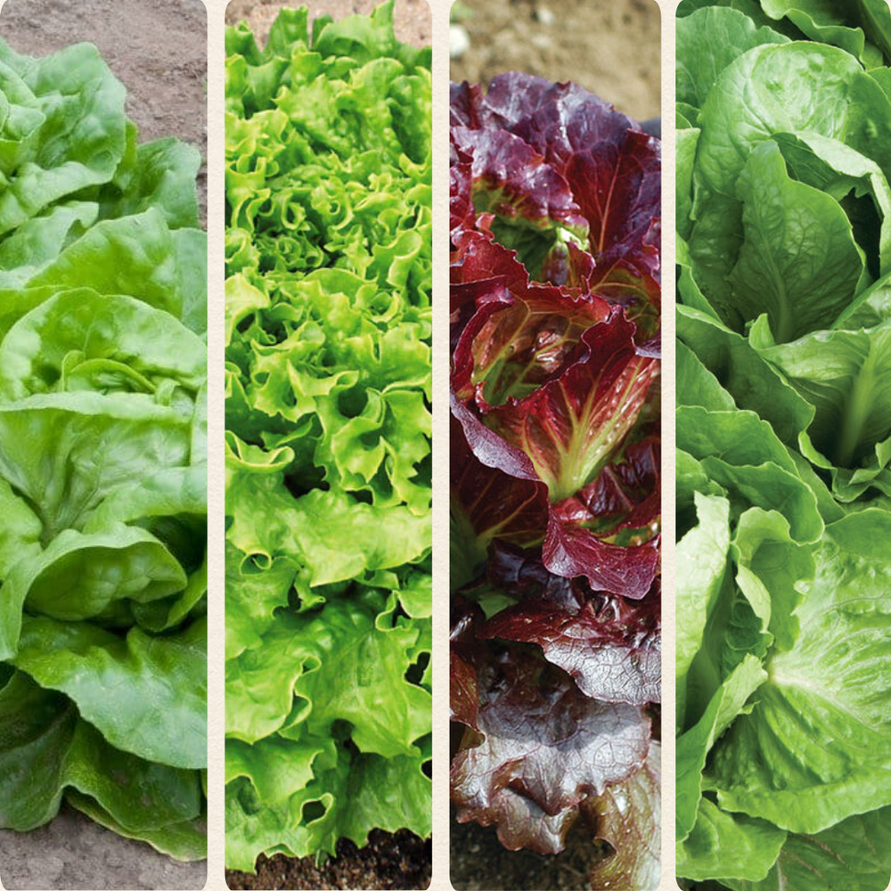 square image of 4 different types of lettuce heads