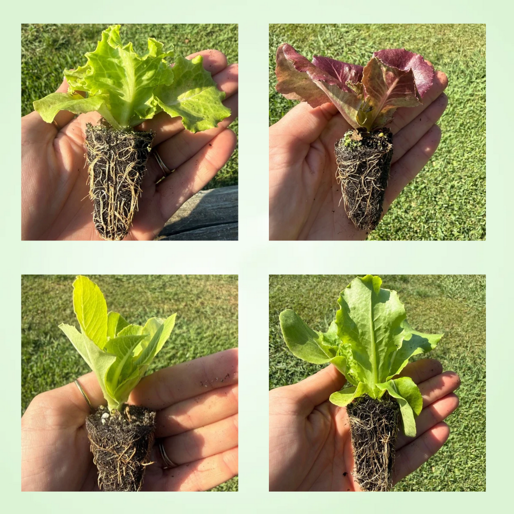 Lettuce Starter Plant Bundle