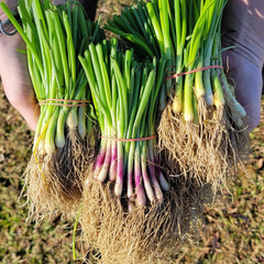 Long-Day Onion Variety Plant Bundle