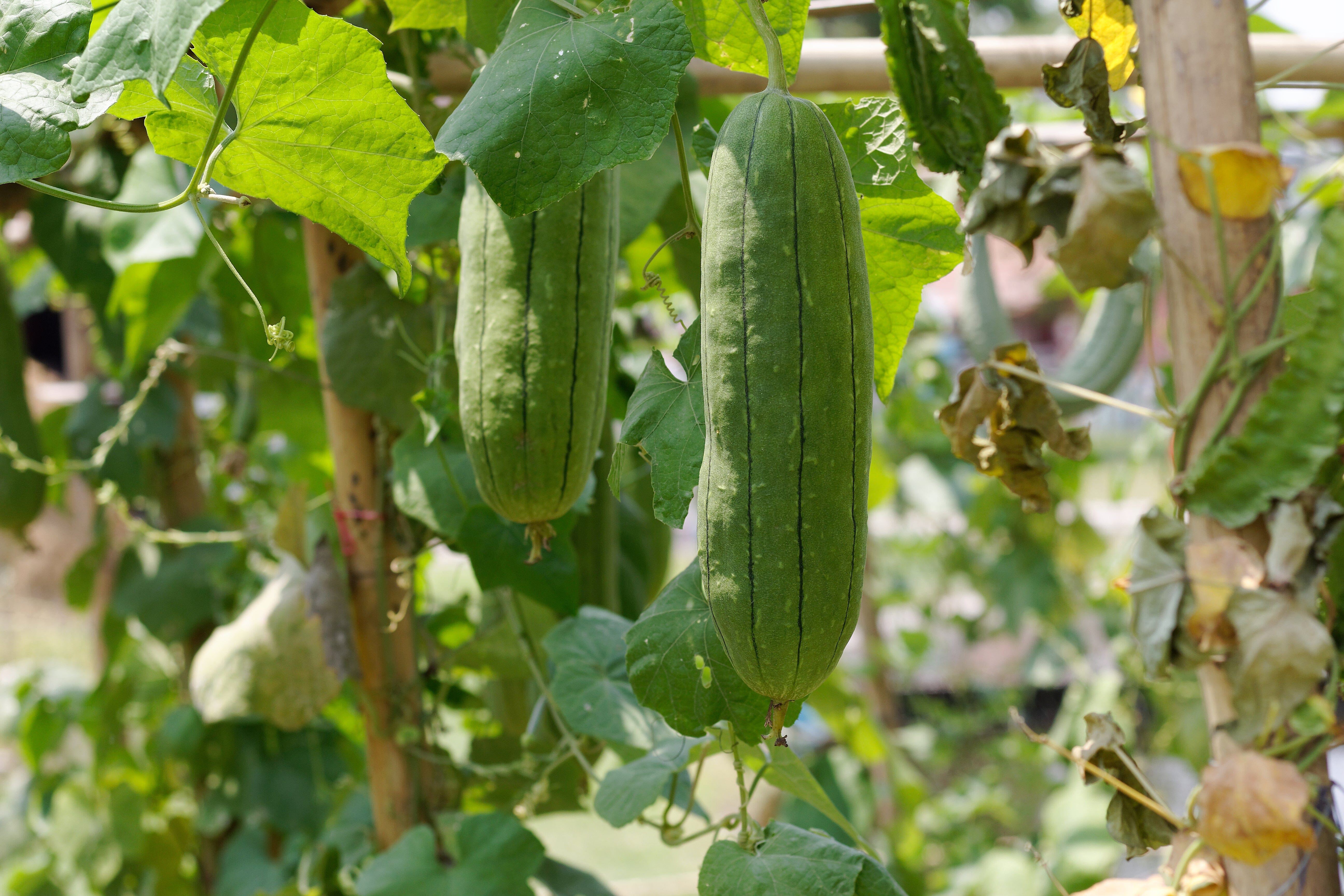 Luffa Ground Luffa Gourd – HOSS