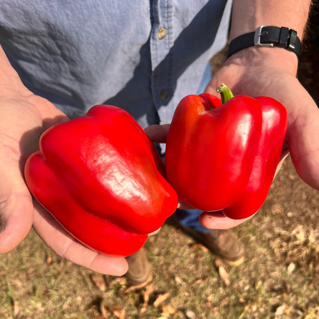 Hossinator Yellow Hybrid Bell Pepper F1 – HOSS