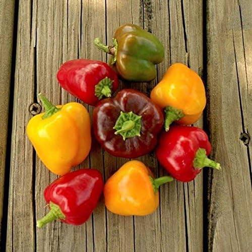 planting mini sweet pepper seeds Mini Bell Pepper Mix