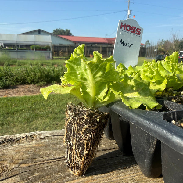 A potted lettuce plant with a visible root ball sits on a wooden table outdoors, next to a black tray of seedlings. A white tag reads HOSS Muir.
