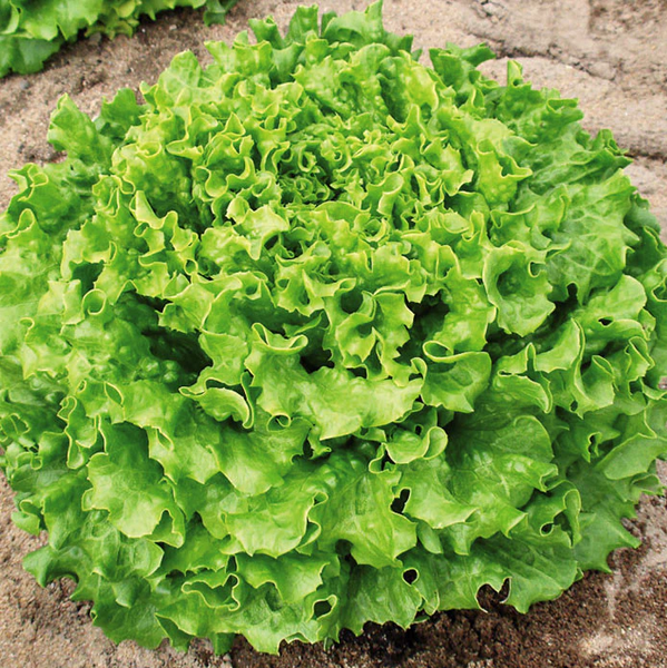 Muir Lettuce – HOSS