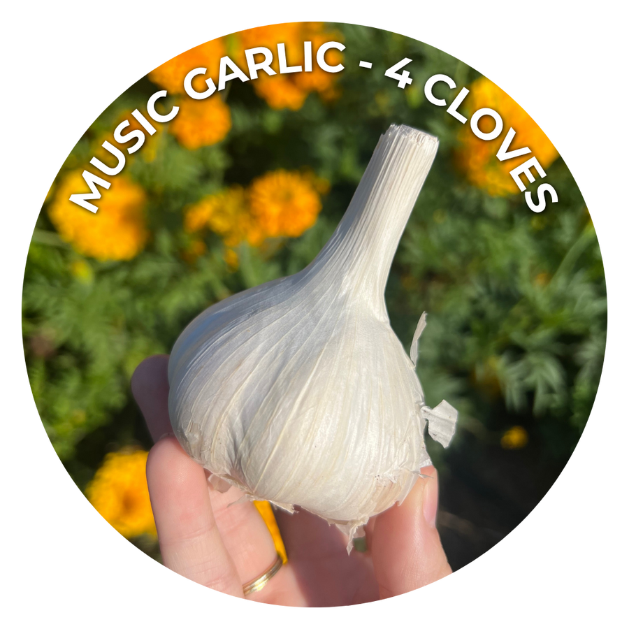 A hand holding a whole garlic bulb with the text 'MUSIC GARLIC - 4 CLOVES' arched over a circular background of yellow flowers and green foliage.