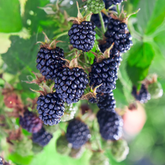 Natchez Blackberry Plugs