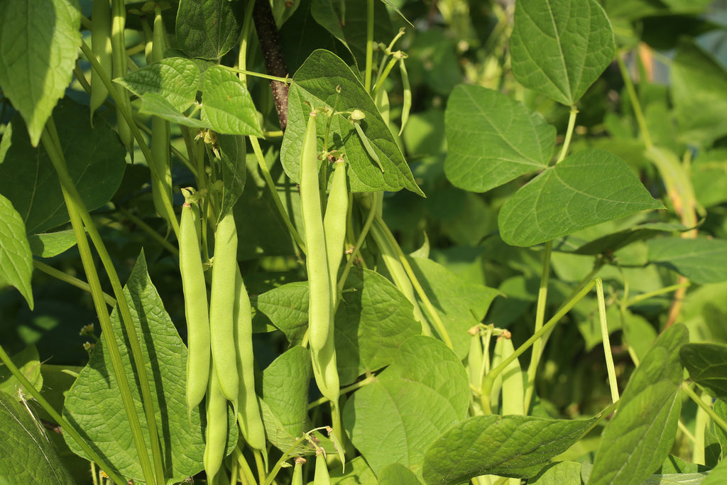 Navajo Bean on vine