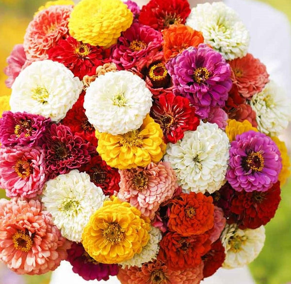 オーデリック ODELIC Zinnia OP087215 オーデリック ODELIC Zinnia OP087215