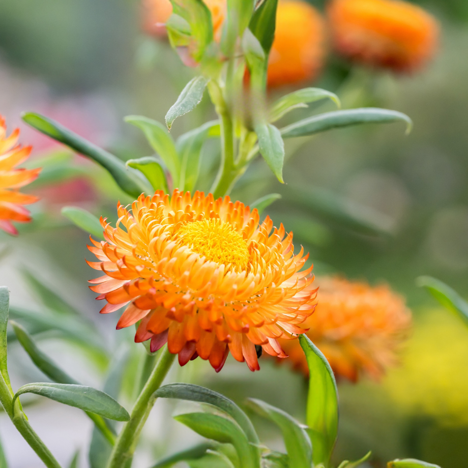 King Size Orange Strawflower 50 Seeds