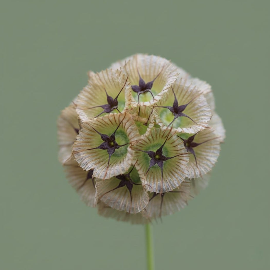 moon plant seed pods Paper Moon Scabiosa – HOSS