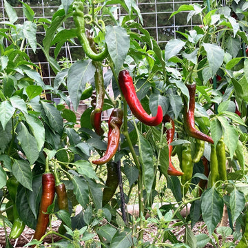 Carolina Reaper Pepper  HOSS