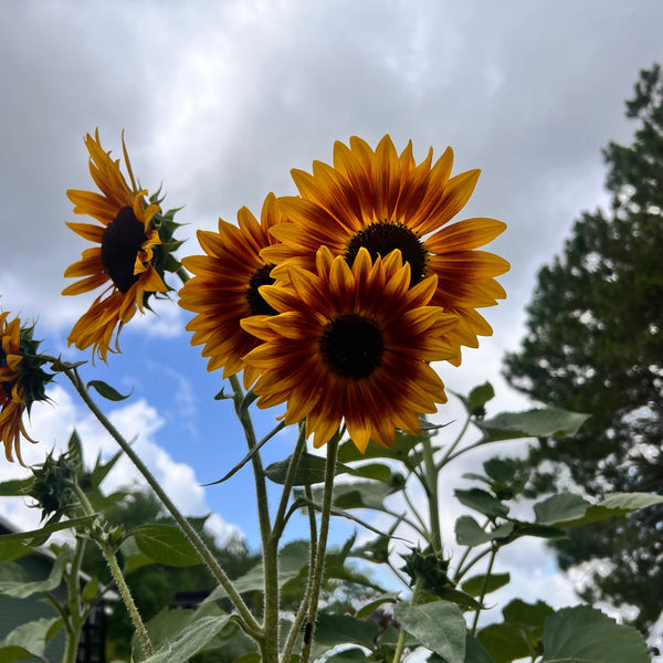 Autumn Beauty Sunflower Mix - HOSS