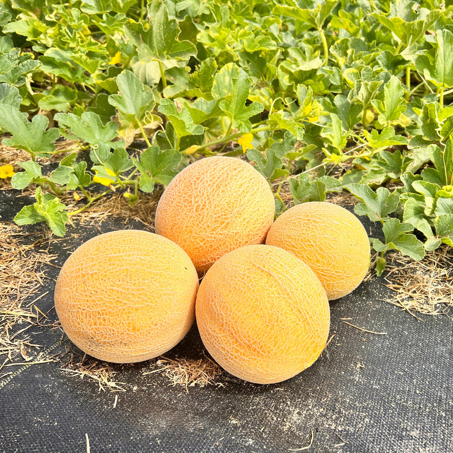 Tasty Bites Hybrid Melon F1 – HOSS