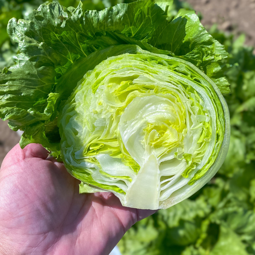 Close up of Hoss Pint Size Lettuce Head