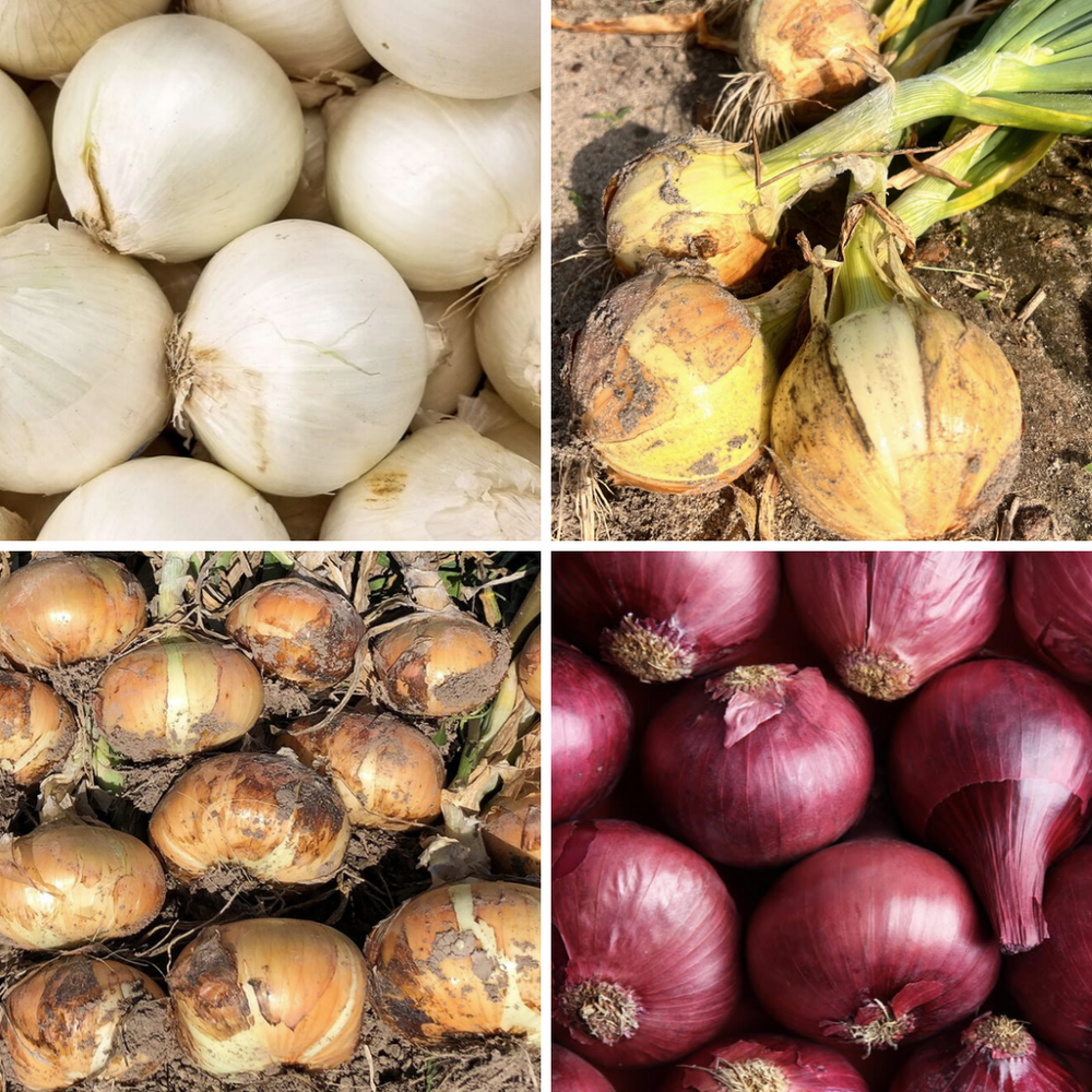 Vidora, Texas Early White, Sofire, and Texas 1015Y onions in a grid layout. 
