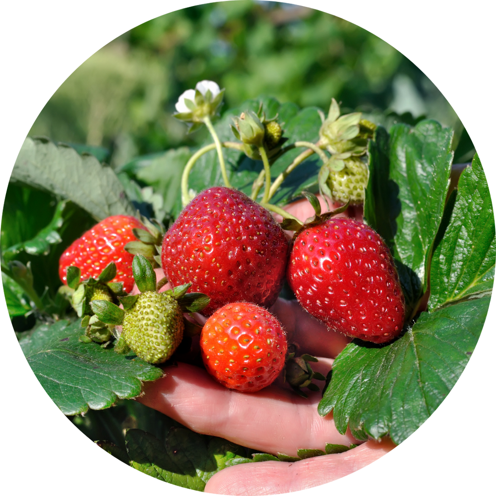 Strawberries on the Plant in someone's hand.