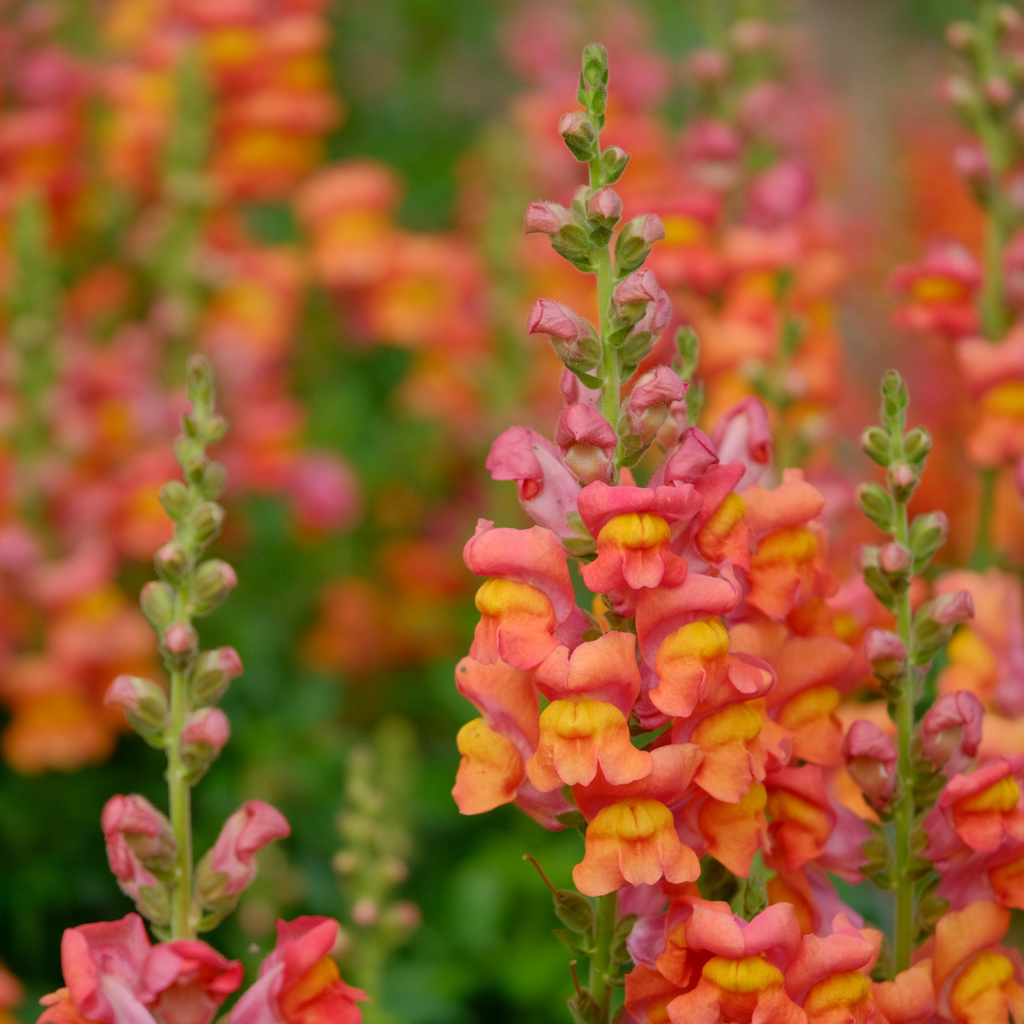 Close-up of pink and orange flowers with a blurred background