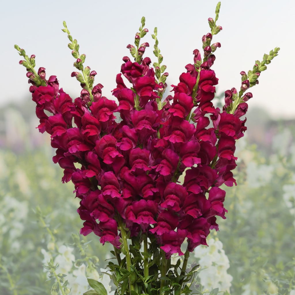 Bouquet of deep pink snapdragons with a blurred green and white background