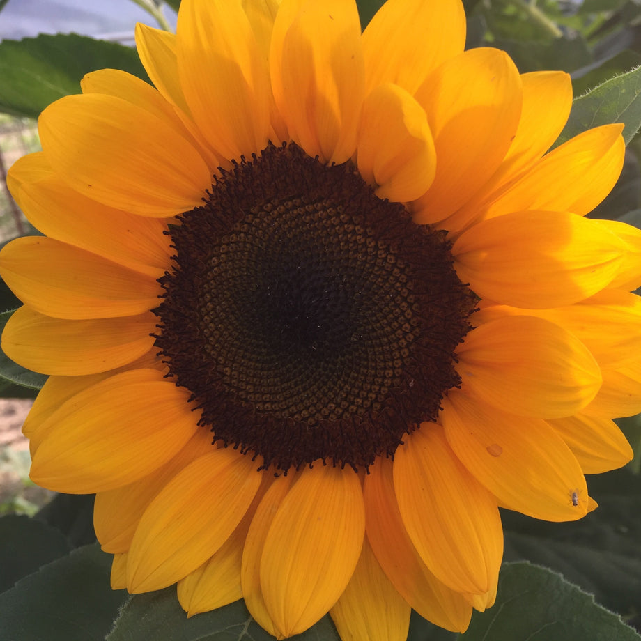 Sungold Dwarf Sunflower – HOSS