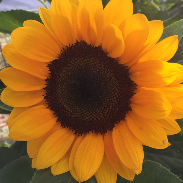 Sunflower ページ Pro-Cut_Orange_grande.jpg?v=