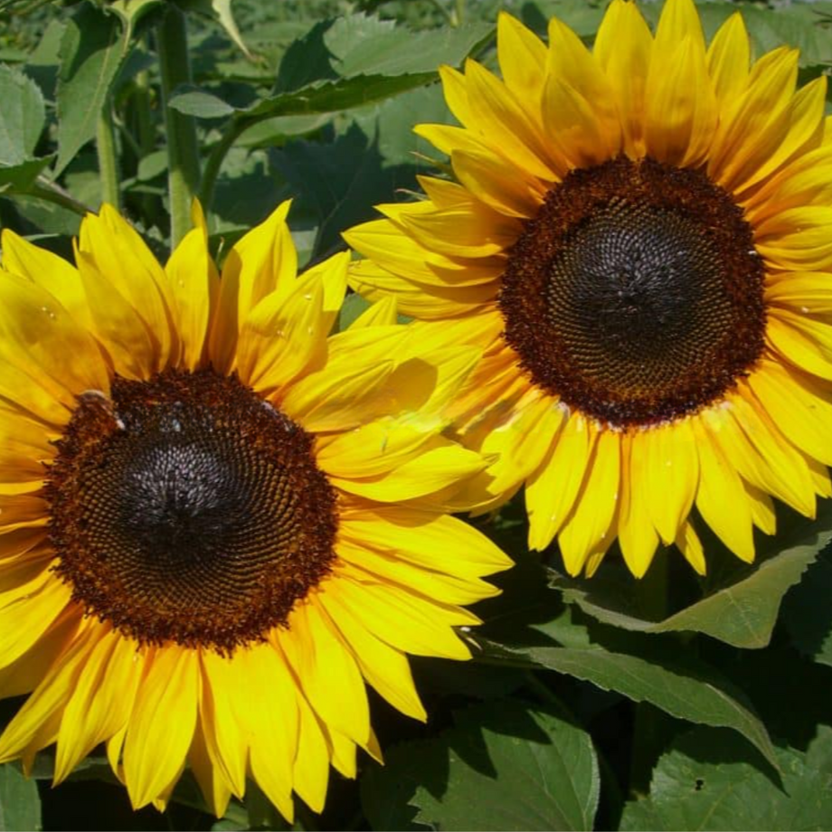 sunflower171707ページ ProCut® Orange Sunflower – HOSS