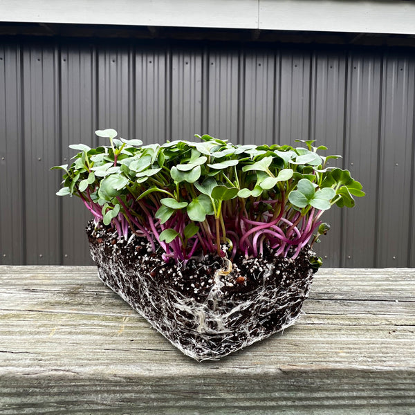 Purple Plum Radish Microgreens | Grow Hoss
