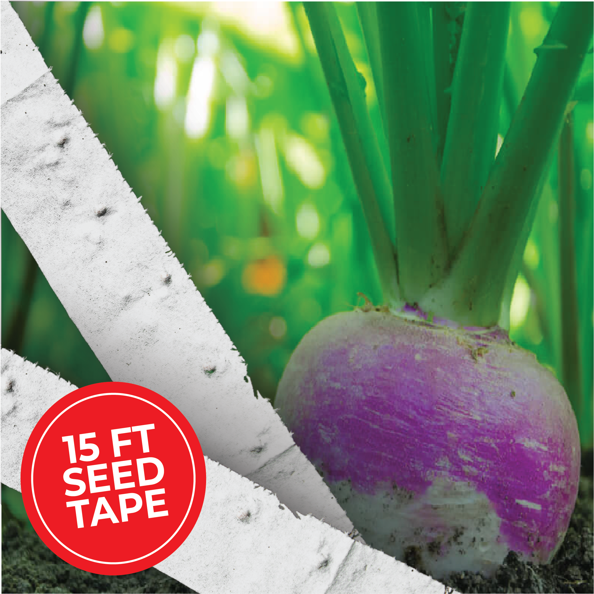plant seed tape Purple Top Turnip Seed Tape